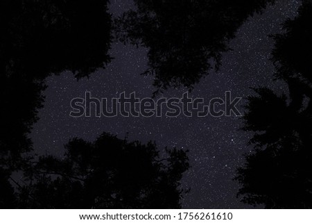 Looking up coniferous trees, clear night sky with many stars above