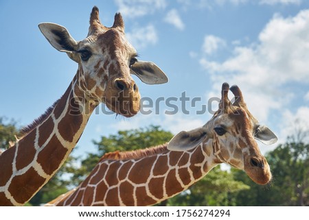 Close up shot of a pair of giraffes while being fed at Calauit Safari Park in Palawan, Philippines                               