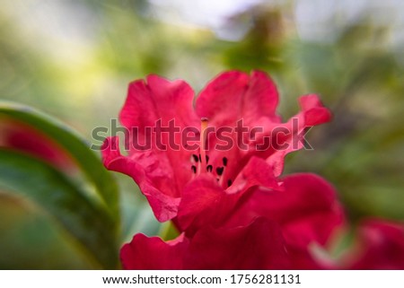 Beautiful fragile red flower closeup in spring, blooming garden