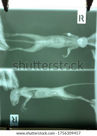 Veterinary, x ray wild squirrel