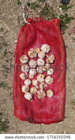 Garlics under the sun stock image