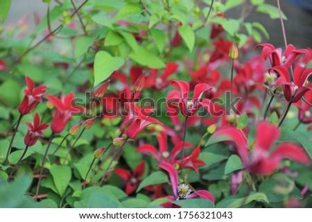 Red small-flowered Clematis Gravetye Beauty blooms in a garden in July 2017 Royalty-Free Stock Photo #1756321043