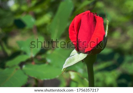 Bud of a red young rose in nature on a green background. Copy space