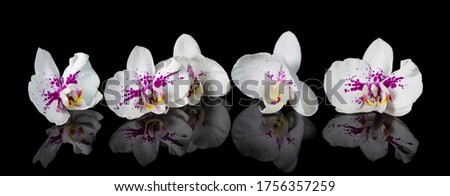 Orchids. Beautiful flowers with reflection Royalty-Free Stock Photo #1756357259