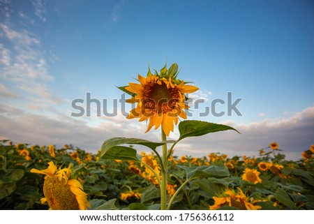 Sunny day on sunflower field