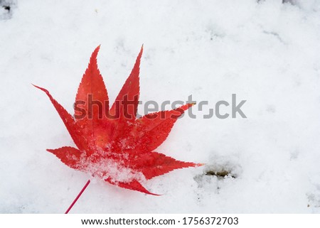 Red maple leaf on the snow
