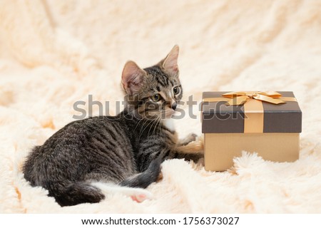 Cute gray tabby kitten lies on a cream fur blanket next to a golden gift box
