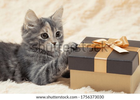 Cute fluffy gray kitten lies on a cream fur plaid next to a golden gift box, close up
