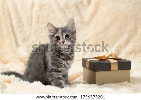 Cute fluffy gray kitten sitting on a cream fur blanket next to a golden gift box, copy space