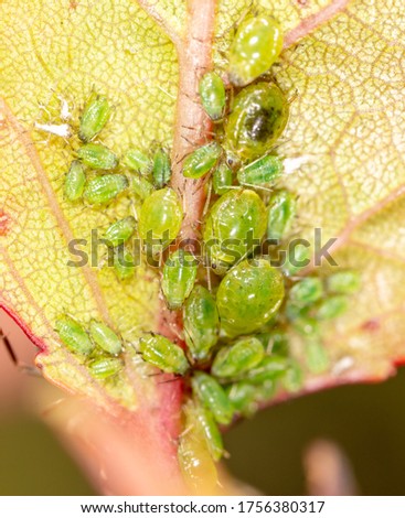 Close-up of aphids on a leaf of a tree. Macro