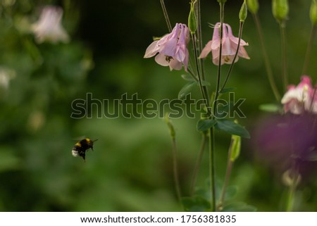 Picture of a bee reaching a pretty pink flower in the garden