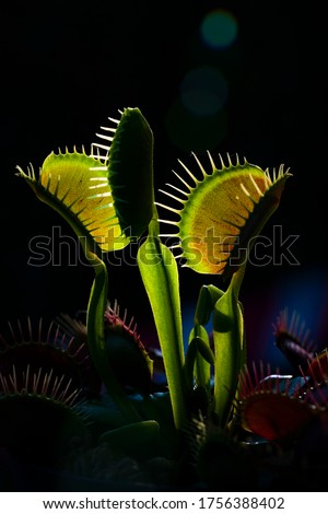 Venus flytrap plants with green and red leaves,Red Dragon Venus Flytrap .