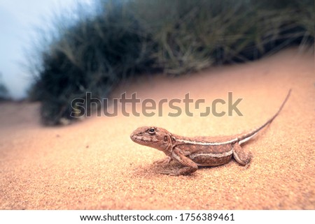 Mallee dragon (Ctenophorus spinodomus) on sand in spinifex, mallee habitat
