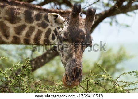 Giraffe in Africa Giraffa Safari Big Five Portrait Africa Clear