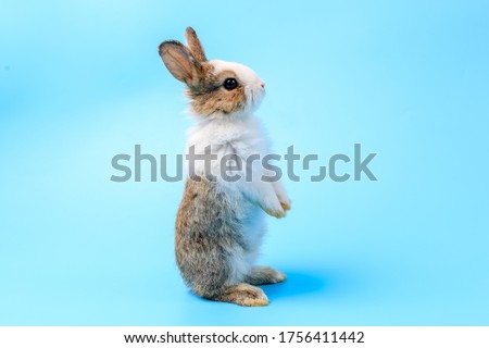 Adorable bunny easter rabbit stands up on two legs, running around and sniffing, looking around, on blue screen.