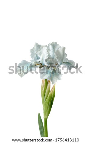 light blue iris isolated on a white background.