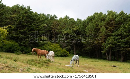group of horses eating in the middle of the forest