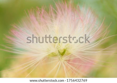 Abstract blurred purple yellow flower natural background, macro photography