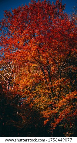 Autumn Fall Pictures Forest Colors Red Yellow Orange Leaves, Leaf, Tree