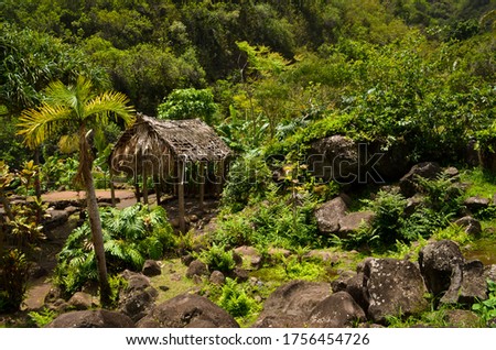 rural abandoned jungle hut in the hawaiian jungle