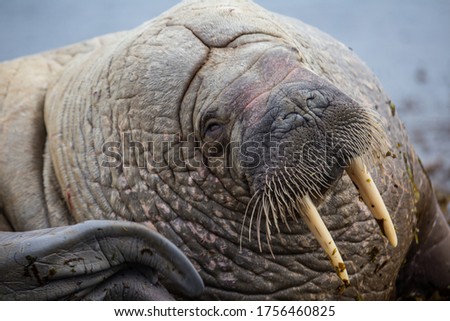 Walrus in the arctic fjord