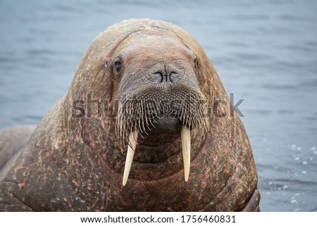 Walrus in the arctic fjord