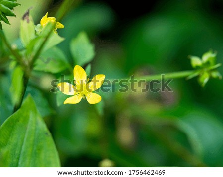 Macro photo of tiny yellow flower 