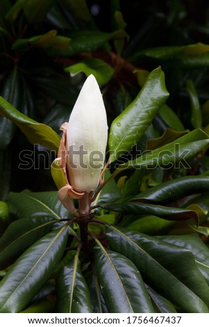 Magnolia bud with dew drops