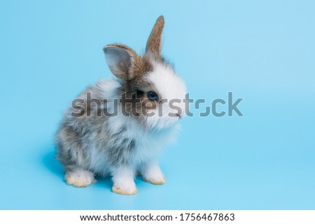 baby cute little rabbit isolated on blue background