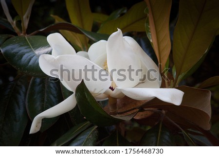 Magnolia Flower with an open bloom