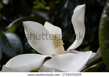 Southern Magnolia Flower in full bloom