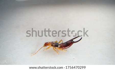 Close up of Earwig on white background.
insect isolated.
Closeup earwigs
Earwigs will use their pincers to defend themselves. close up insect, insects, animals, animal, bug, bugs, wildlife wild nature