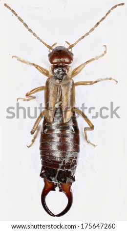 Preserved entomological earwig specimen of Forficula auricularia. From a University collection.