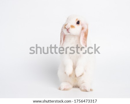 Front view of white cute baby holland lop rabbit standing isolated on white background. Lovely action of young rabbit.
