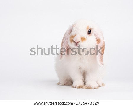 Baby white holland lop rabbit sitting on white background. Lovely action of young rabbit. Royalty-Free Stock Photo #1756473329