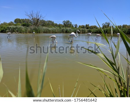 Camargue swamp and free bird, flamingo heron and seagull gull, wild animals in nature with rice paddy pond lake sea summer france europe tropical Parc Ornithologique du Pont de Gau