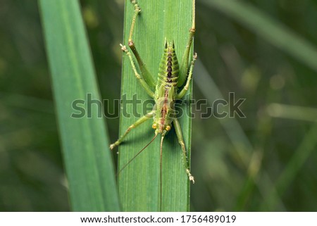 close upm of a grasshopper ready to jump from a leaf