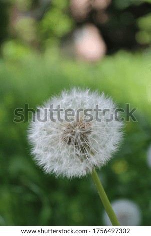 White dandelion on green color, grass background in macro