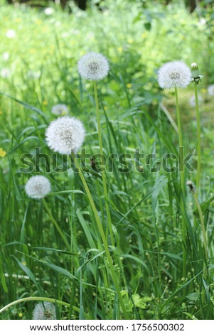 Smart, white dandelions on the green, fresh grass in spring season