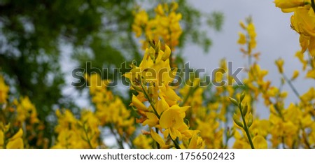 Background from yellow acacia flowers. The background is partially defocused. Bokeh Horizontal format. Banner.