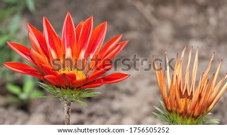 Gazania flowers close-up on a flowerbed