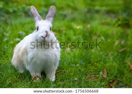 A large white rabbit in close-up sitting on the grass. A funny hare is looking right at us on a green background. A pet rodent walks and frolics in the open air in the Park. Big earwigs.