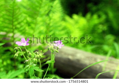 small purple flowers in the forest background