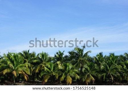 Landscape coconut palm tree at Thailand garden with blue sky background                