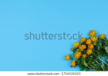 Trollius europaeus, globeflower, beautiful yellow ranunculus flowers. Close up composition with bright patterns of flower buds with a lot of copy space for text. Top view.