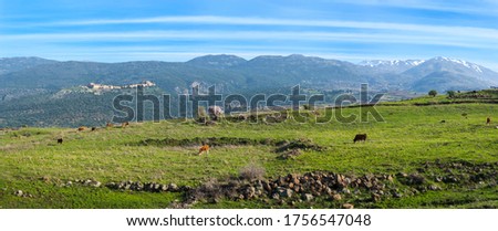 Golan Heights landscape: panoramic view from the Nimrod Fortress to snow-capped Mount Hermon on a Syrian border, with cows grazing in a green pasture, overlooking Neve Ativ village; Northern Israel Royalty-Free Stock Photo #1756547048