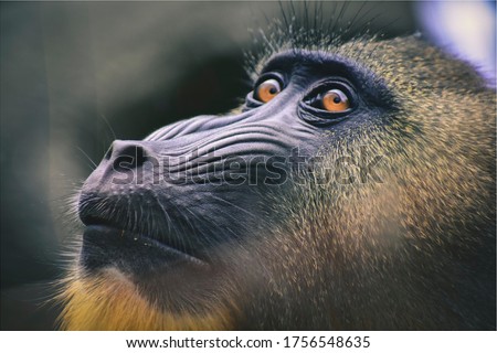 Black and Brown Baboon Close-up Photography