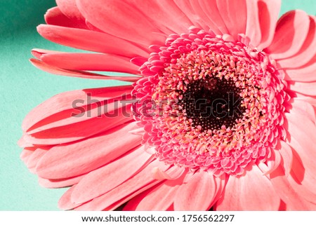 Macro image of a pink gerbera flower with water drops. On a turquoise background