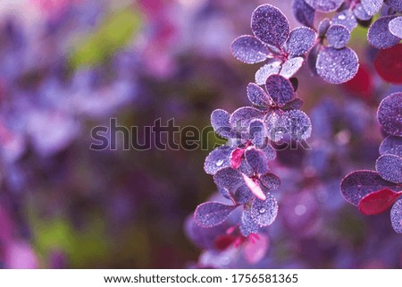 beautiful branch of barberry with purple leaves in drops of dew or rain
