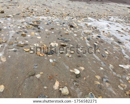 Sea Shells and Stones on a Sandy Beach